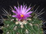 Thelocactus freudenbergeri (Samen)